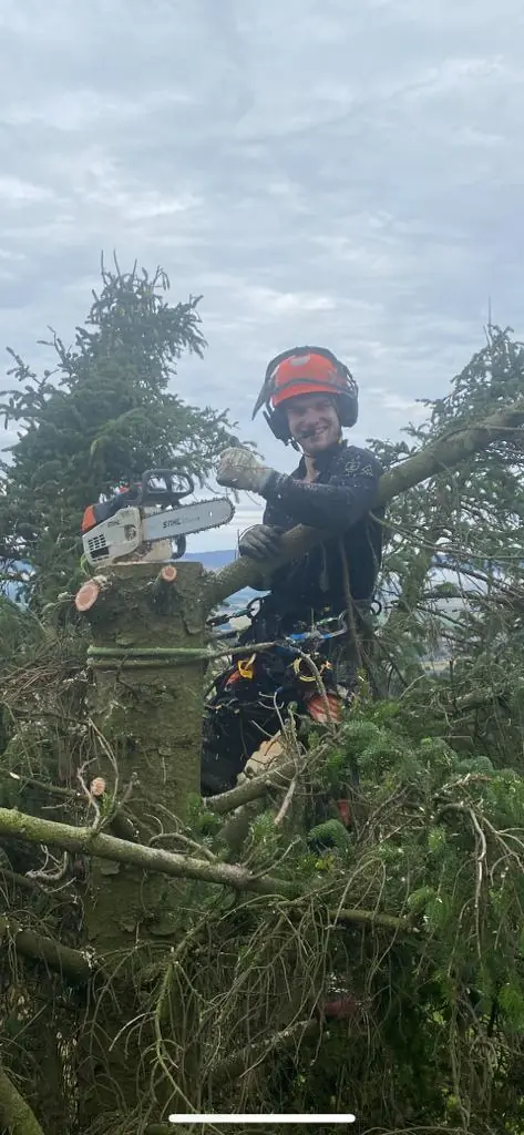 Cumbernauld Tree Surgeon arborist cutting conifer branches with a chainsaw